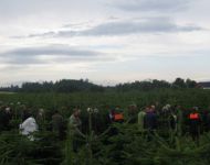 nordmanntrees024
