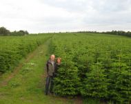 nordmanntrees027