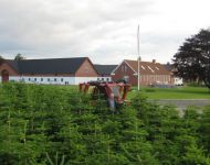 nordmanntrees021